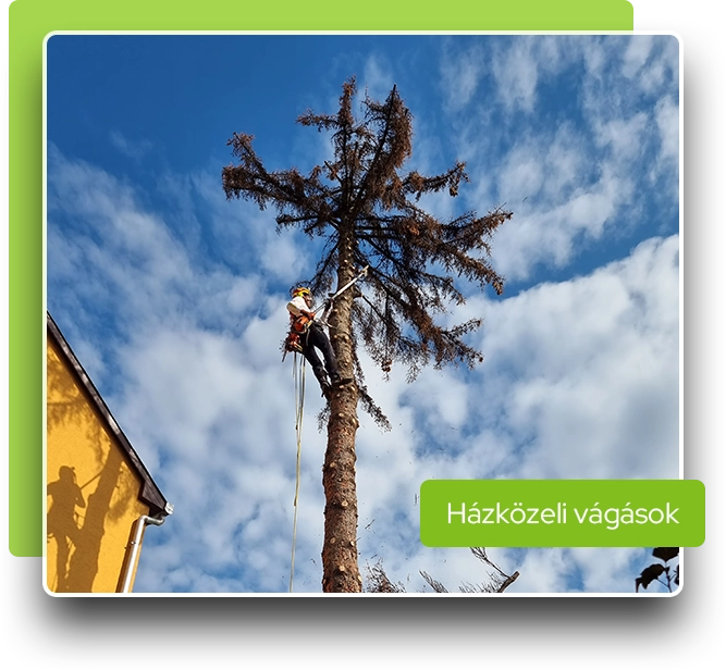 SzokolySpeciál - Favágás, Darázsirtás, Turkómarás Borsodban.