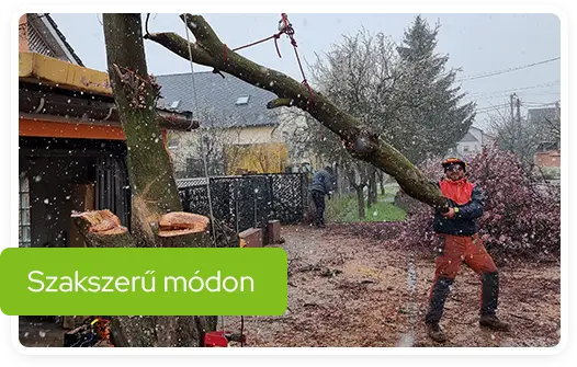 Ha fakivágás Miskolcon, akkor a Szokoly favágás Team!
