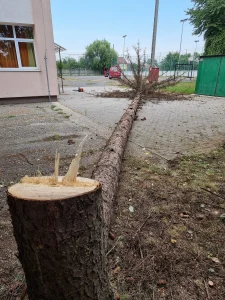 SzokolySpeciál - Favágás, Darázsirtás, Turkómarás Borsodban.