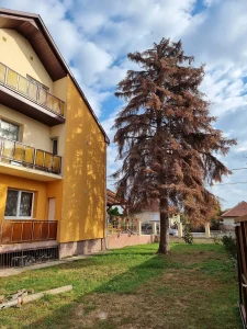 SzokolySpeciál - Favágás, Darázsirtás, Turkómarás Borsodban.