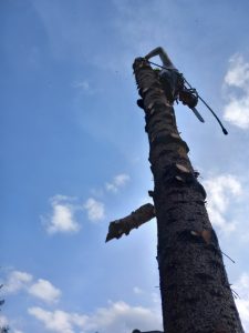 SzokolySpeciál - Favágás, Darázsirtás, Turkómarás Borsodban.