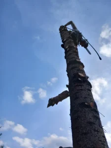 SzokolySpeciál - Favágás, Darázsirtás, Turkómarás Borsodban.