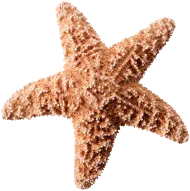 SzokolySpeciál - Favágás, Darázsirtás, Turkómarás Borsodban. SzokolySpeciál - Favágás, Darázsirtás, Turkómarás Borsodban.