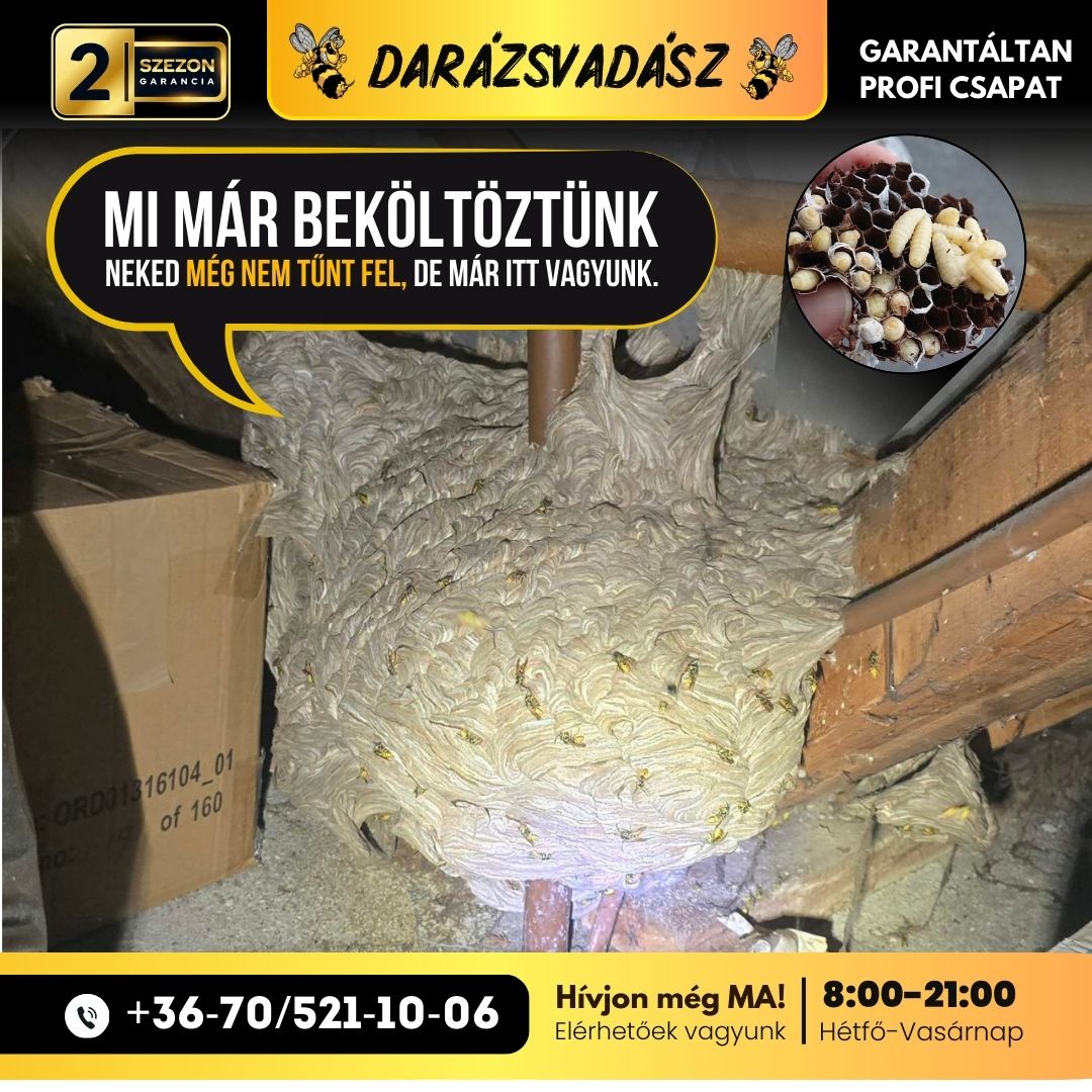 Darázsvadász Miskolc - Darázsirtás Miskolcon és vonzáskörzetében