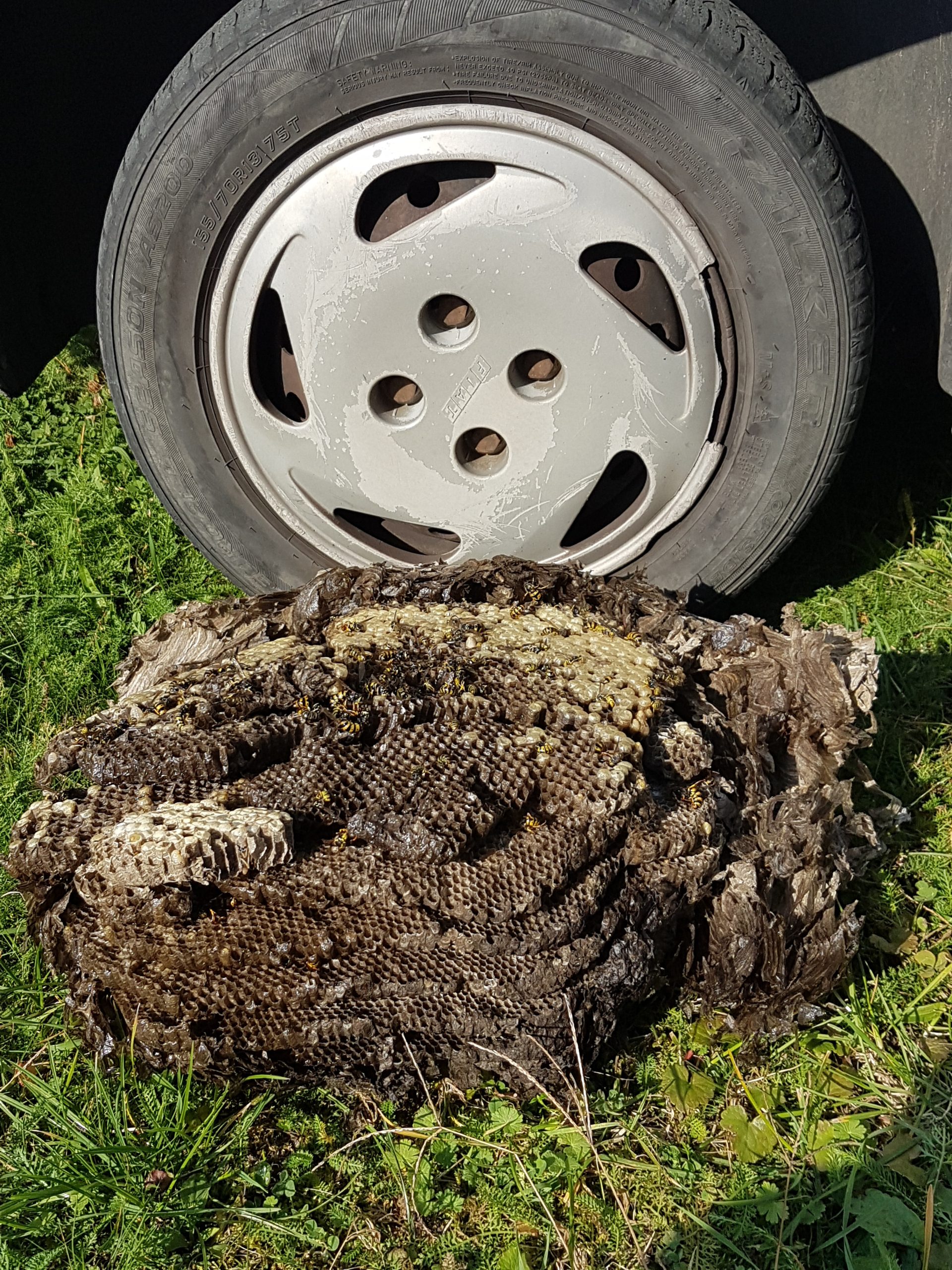Egy vödörnyi darázs, darázsirtás után.