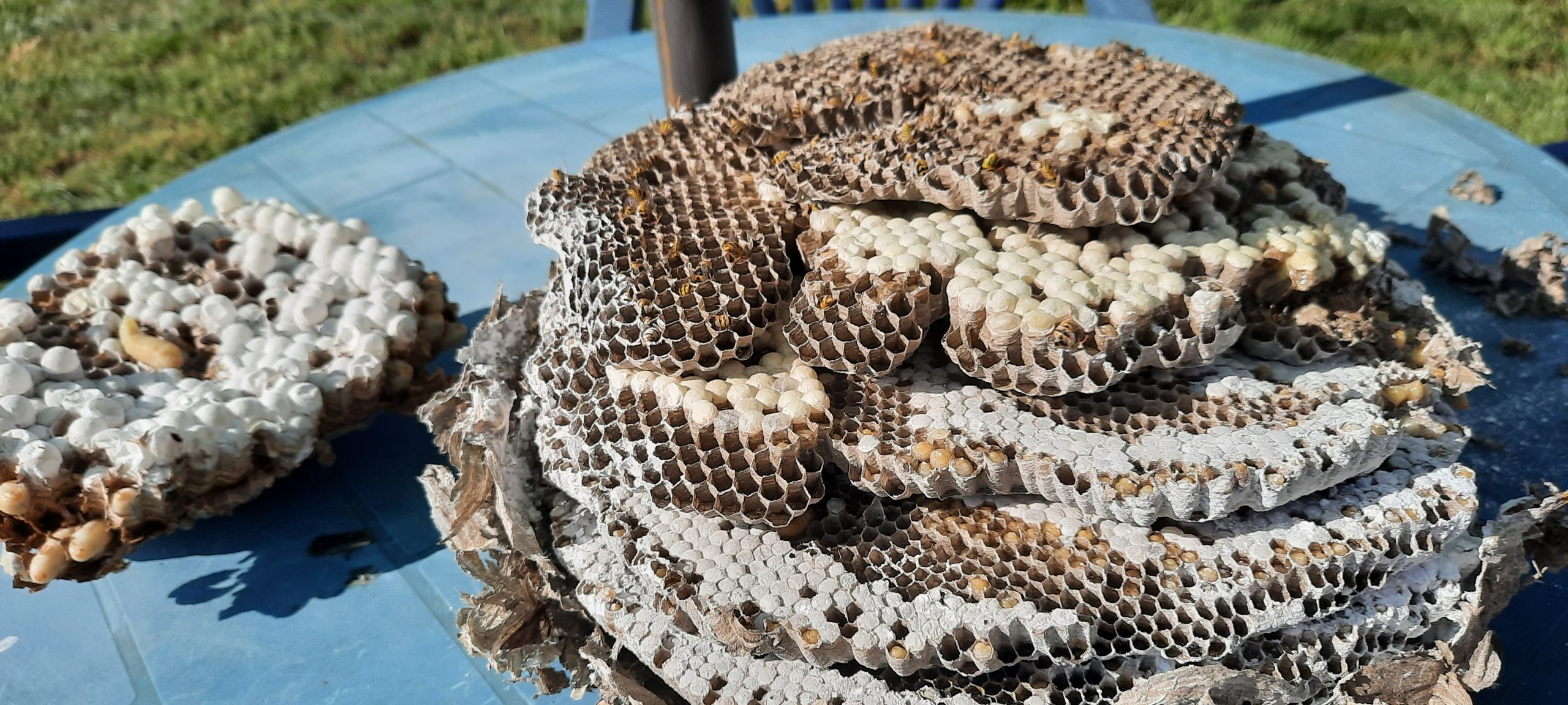 Darázsirtás Miskolc - Darázsvadász Miskolc. 2 szezon garancia darázsirtásra
