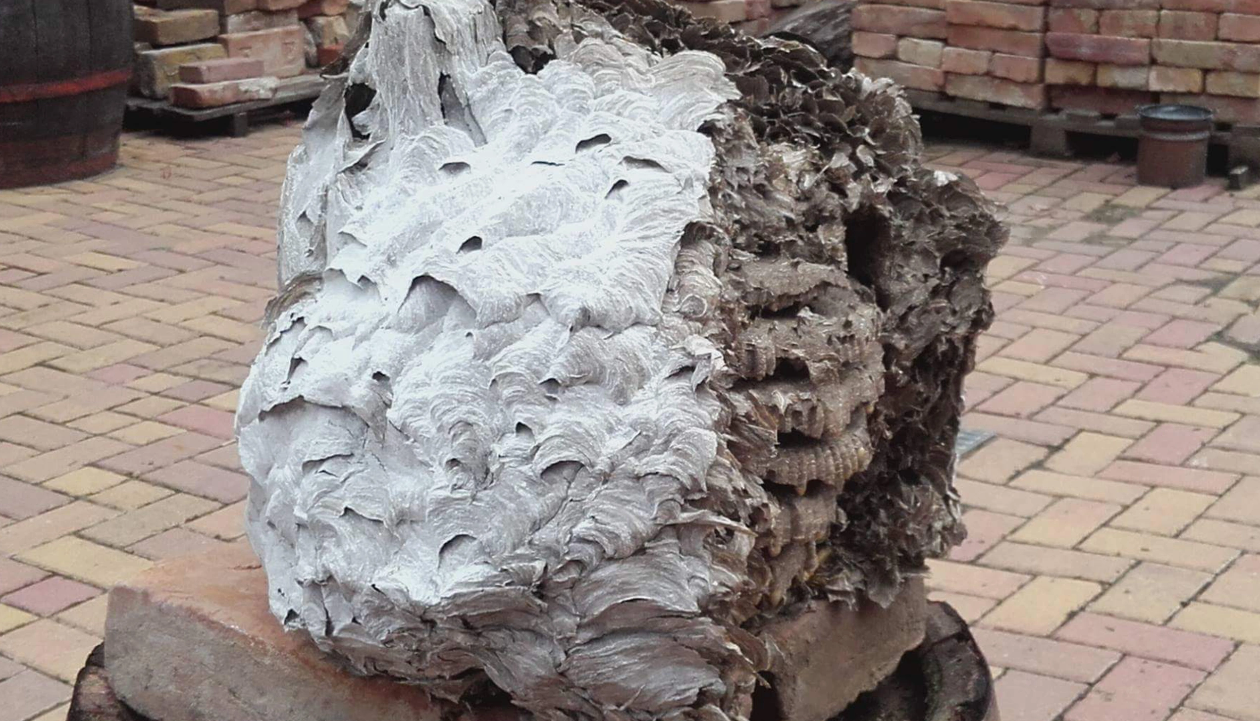 Darázsvadász Miskolc - DArázsirtás 2 szezon garanciával.